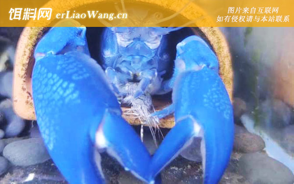 蓝魔虾:产地分布