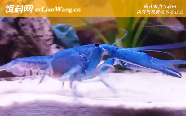 蓝魔虾:生活习性