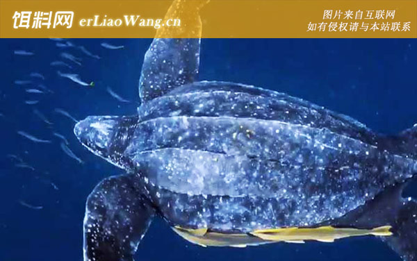 棱皮龟:分布范围