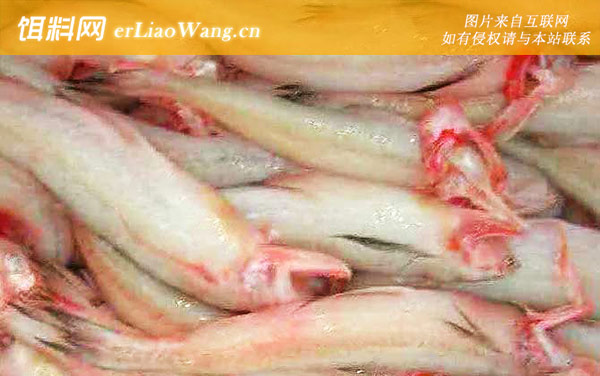 龙头鱼是什么鱼-分布范围
