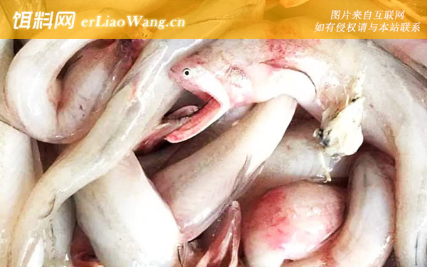 龙头鱼:生活习性