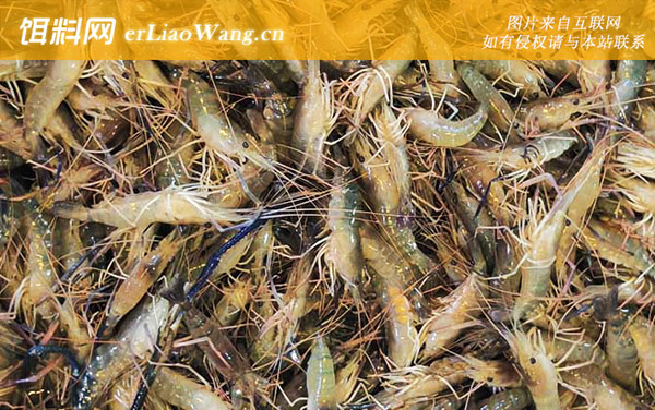 罗氏沼虾:生活习性