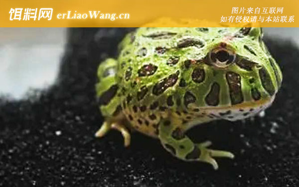 绿角蛙:分布范围