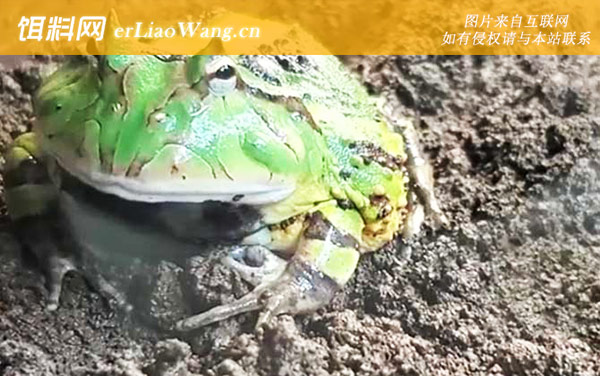 绿角蛙:生活习性