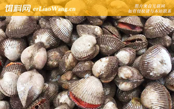 麻蛤:分布范围