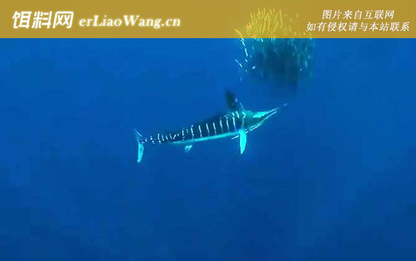 马林鱼:分布范围