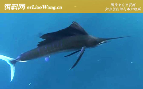 马林鱼:生活习性