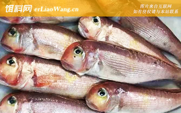 马头鱼:分布范围