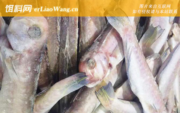 马头鱼:生活习性