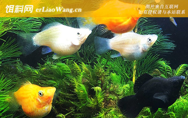 玛丽鱼:分布范围