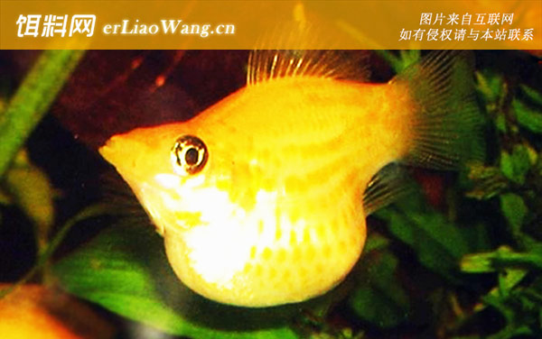 玛丽鱼:生活习性