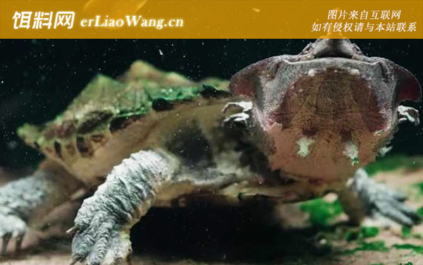 玛塔龟:分布范围