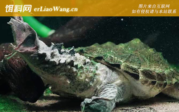 玛塔龟:生活习性