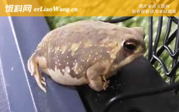 馒头蛙:生活习性