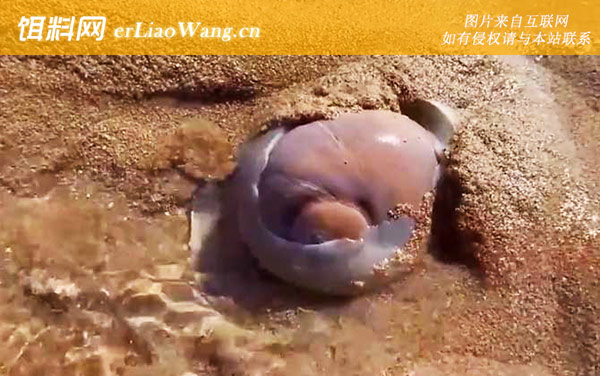 猫眼螺:分布范围