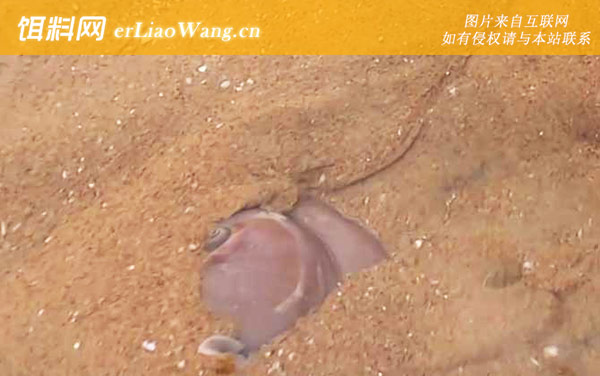 猫眼螺:生活习性