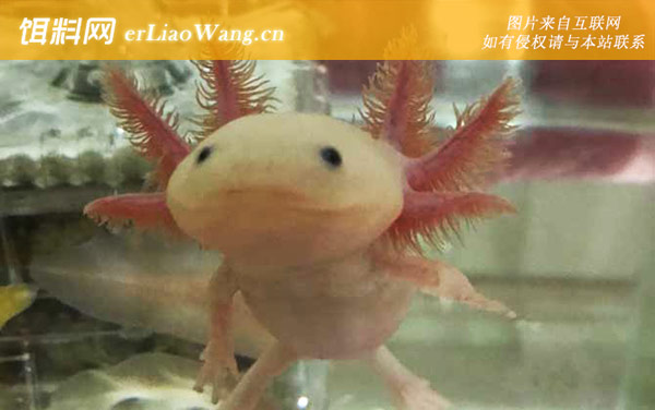 美西螈:分布范围