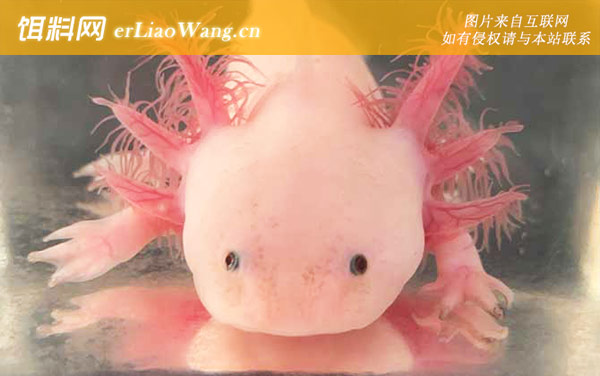 美西螈:生活习性