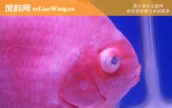 蒙眼病:治疗方法