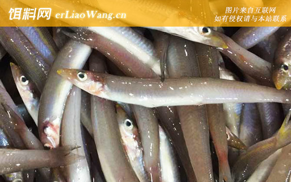 面条鱼:分布范围