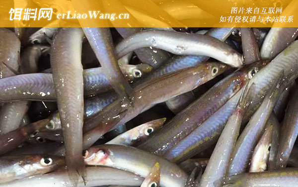 面条鱼:生活习性