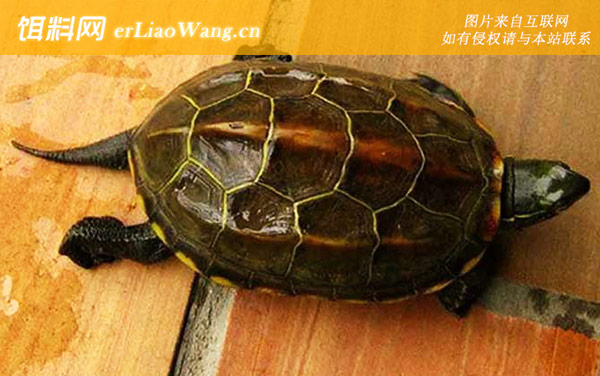 墨龟:生活习性