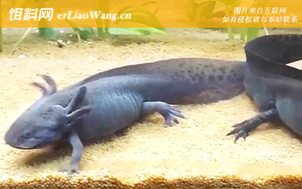 墨西哥钝口螈:生活习性