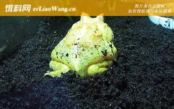 南美角蛙是什么动物-分布范围