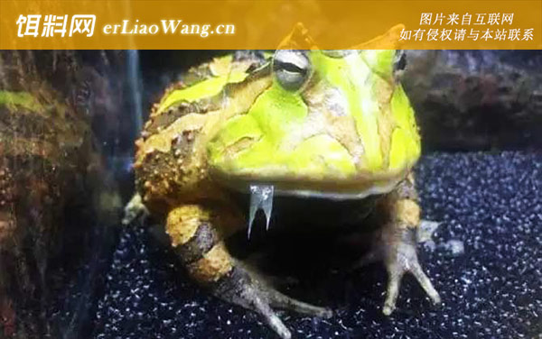 南美角蛙:生活习性