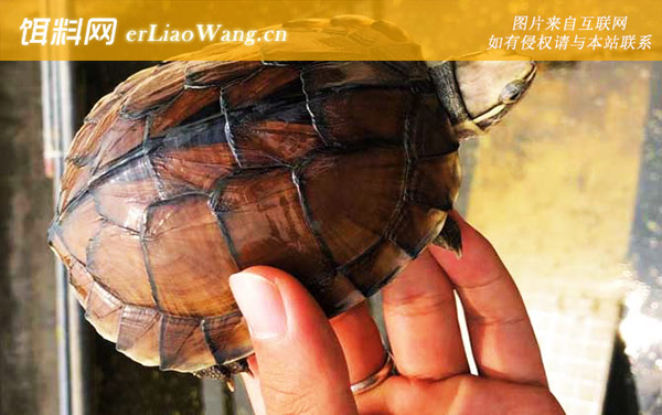 南石龟:产地分布