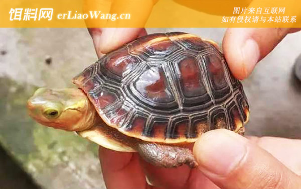 南石龟:生活习性