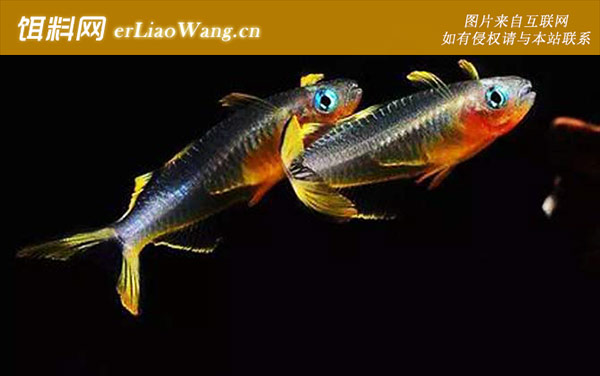 霓虹燕子:产地分布