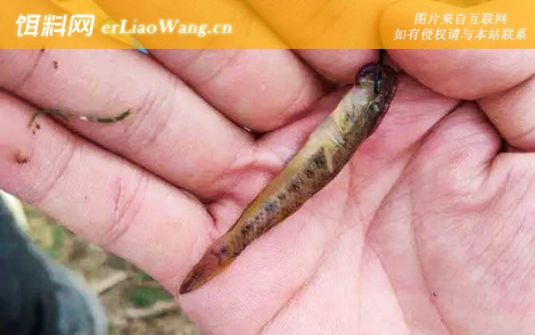 趴地虎:分布范围