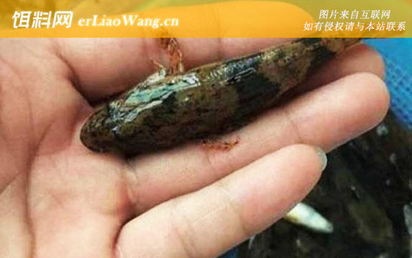 趴地虎:生活习性