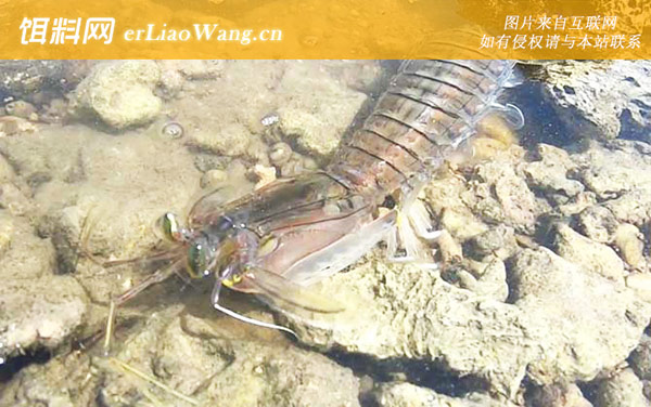 琵琶虾:分布范围