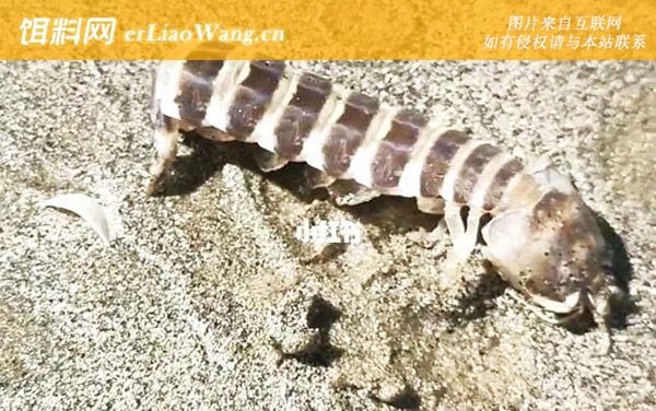 琵琶虾:生活习性