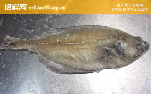 偏口鱼:生活习性