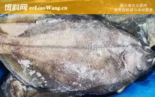 偏口鱼:代表物种