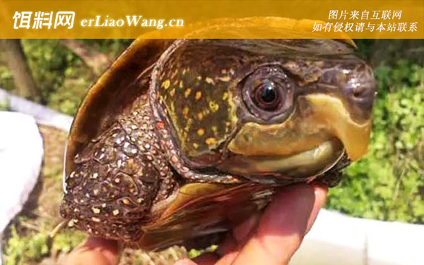 平胸龟:分布范围