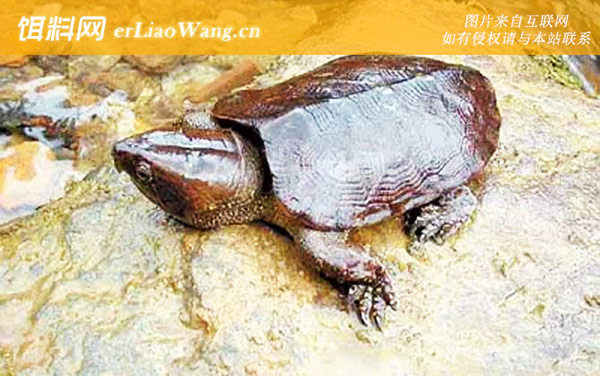 平胸龟:生活习性