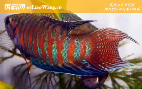 菩萨鱼:分布范围