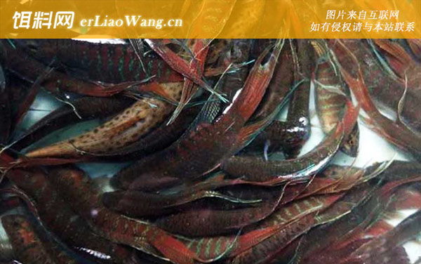 菩萨鱼:生活习性