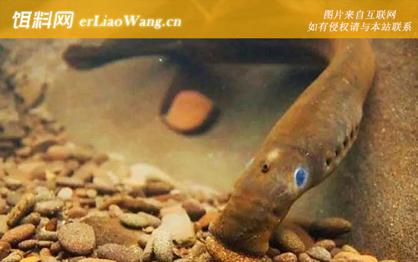 七鳃鳗:分布范围