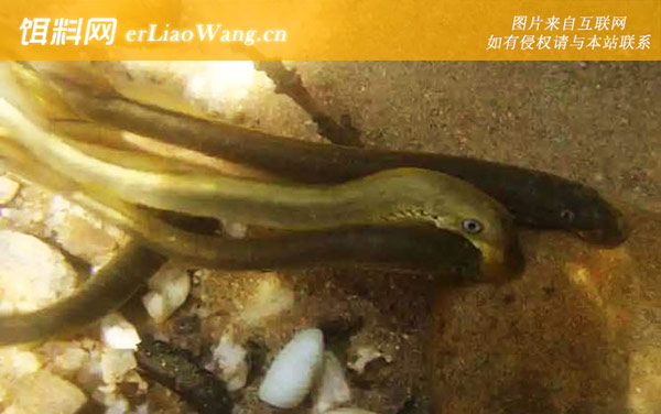 七鳃鳗:生活习性