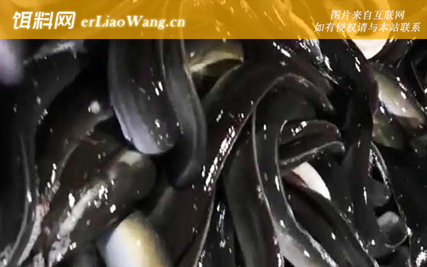 七星鳗:分布范围