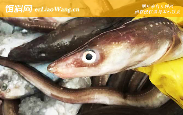 七星鳗:生活习性