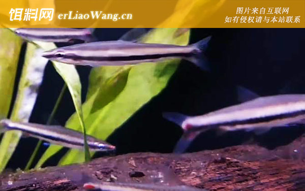 铅笔鱼:生活习性