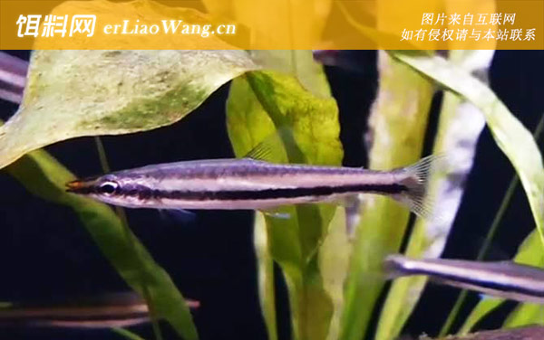 铅笔鱼:代表物种