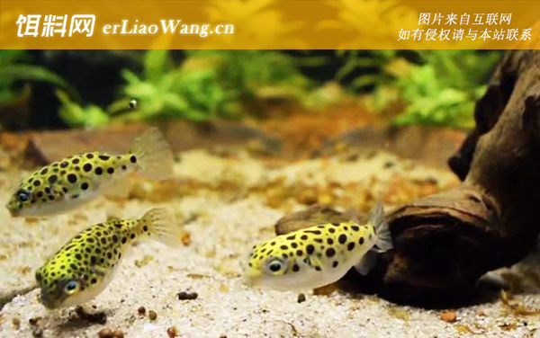 潜水艇鱼:生活习性