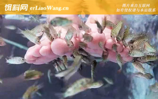 亲亲鱼:分布范围